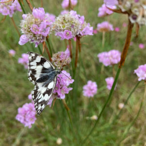 Gewöhnliche Grasnelke, Armeria maritima ssp. elongata (UG 04) - BIO