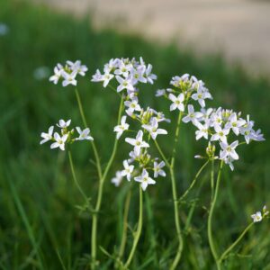 Wiesen-Schaumkraut, Cardamine pratensis (UG 04) - BIO