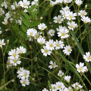 Acker-Horkraut, Cerastium arvense (UG 04) - BIO