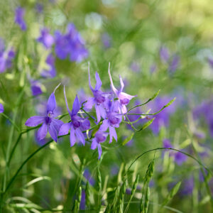 Consolida regalis, Gewöhnlicher Feldrittersporn (UG 04) - BIO