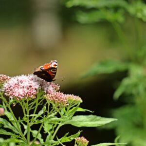 Wasserdost, Eupatorium cannabinum (UG 04) - BIO