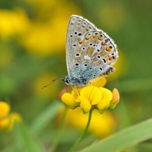 Gewöhnlicher Hornklee, Lotus corniculatus (UG 04) - BIO