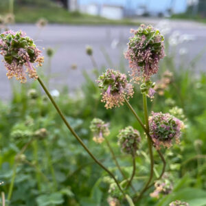 Kleiner Wiesenknopf/Pimpinelle, Sanguisorba minor (UG22) - BIO
