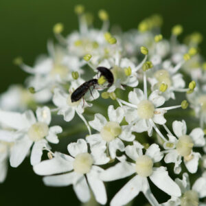 Kümmelblättrige Silge, Selinum carvifolia (UG 03) - BIO